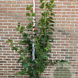 Viburnum opulus 'Roseum' 150-175 cm 20L