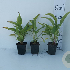 Echinacea p. 'Magnus' GM P9