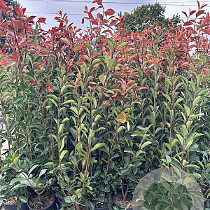 Photinia fraseri 'Red Robin' 100-120 cm 9L