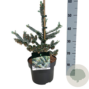 Abies k. 'Silberlocke' 30-40 cm 4,5L