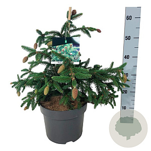 Picea a. 'Acrocona' 30-40 cm 6,5L