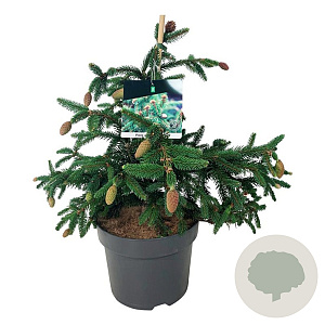 Picea a. 'Acrocona' 30-40 cm 6,5L