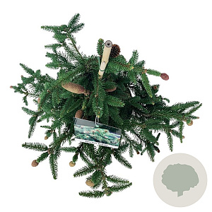 Picea a. 'Acrocona' 30-40 cm 6,5L