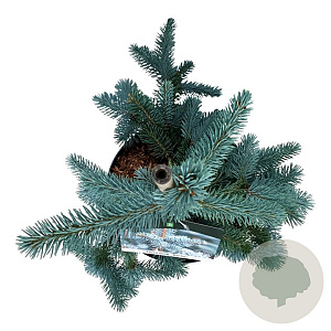 Picea pungens 'Koster' 40-50 cm 6L