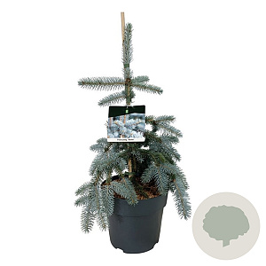 Picea pungens 'Koster' 40-50 cm 6L
