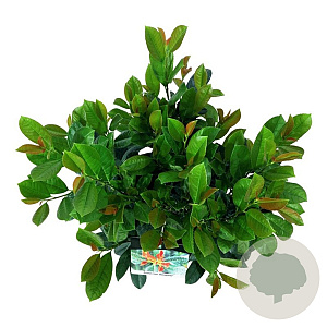 Prunus l. Bonaparte 50-60 cm 6L