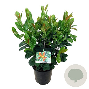 Prunus l. Bonaparte 50-60 cm 6L