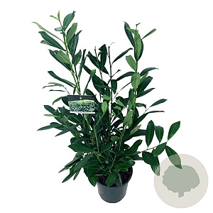 Prunus l. 'Caucasica' 80-100 cm 6L