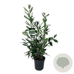 Prunus l. 'Caucasica' 80-100 cm 6L