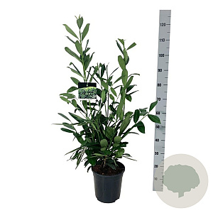 Prunus l. 'Caucasica' 80-100 cm 6L