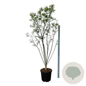 Styphnolobium japonicum 225-250 cm cont. 55L extra
