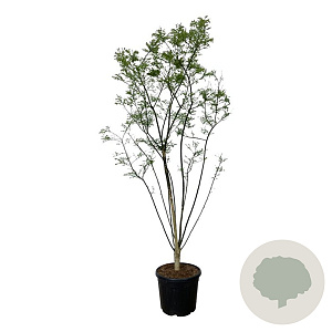 Styphnolobium japonicum 225-250 cm cont. 55L extra