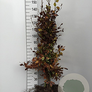 Fagus sylvatica 100-125 cm wortelgoed geveerd