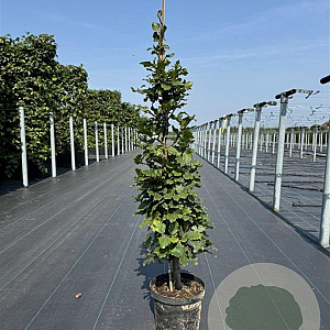 Fagus sylvatica 125-150 cm 4,0L