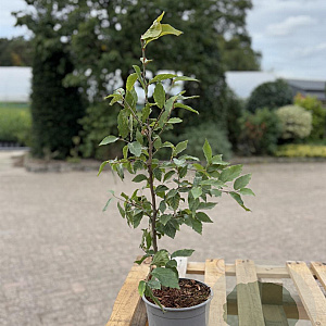Fagus sylvatica 40-60 cm 2,5L