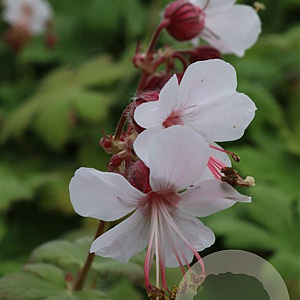 Geranium macr. 'Spessart' GM P9