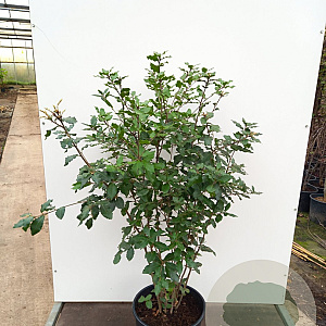 Quercus ilex 80-100 cm 20L