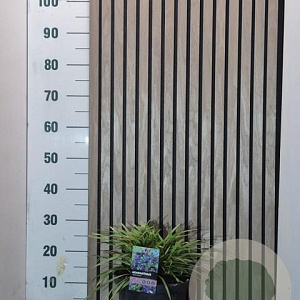 Agapanthus 'Black Beauty' 40-50 cm 7,5L