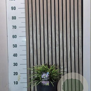 Agapanthus 'Lilac Flash' 40-50 cm 7,5L