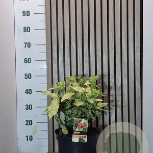 Aucuba jap. 'Variegata' 40-50 cm 7,5L