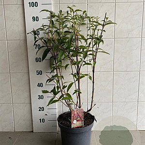 Buddleja d. 'Royal Red' 60-70 cm 7,5L