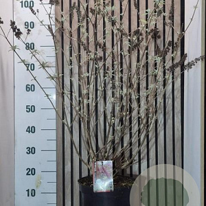 Buddleja d. 'Royal Red' 60-70 cm 7,5L