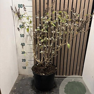 Buddleja 'Lochinch' 50-60 cm 7,5L