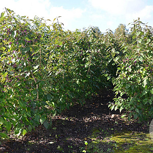 Callicarpa bod. 'Profusion' 125-150 cm met kluit