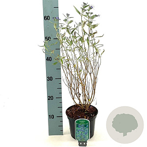 Caryopteris cland. 'Heavenly Blue' 30-35 cm 2,0L