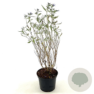 Caryopteris cland. 'Heavenly Blue' 30-35 cm 2,0L