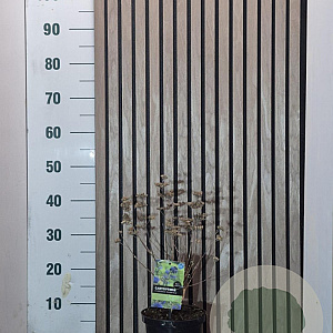 Caryopteris cland. 'Heavenly Blue' 30-35 cm 2,0L