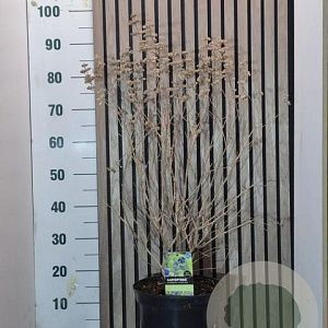 Caryopteris cland. 'Heavenly Blue' 50-60 cm 7,5L