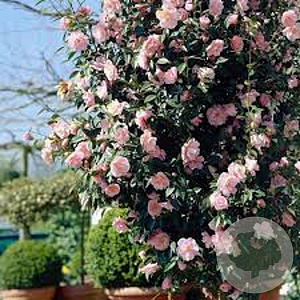 Camellia j. 'William Bartlett' 100-125 cm met kluit