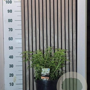 Choisya 'Aztec Pearl' 30-35 cm 7,5L