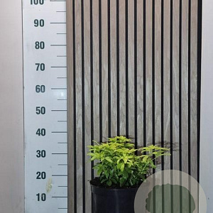 Choisya t. 'Lich' 25-30 cm 7,5L