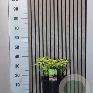 Choisya t. Sundance 25-30 cm 7,5L