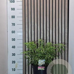 Choisya t. White Dazzler 30-35 cm 7,5L