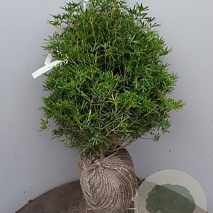 Choisya t. White Dazzler 60-80 cm met kluit