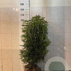 Choisya t. White Dazzler 60-80 cm met kluit