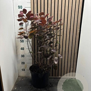 Cotinus cog. 'Royal Purple' 60-70 cm 7,5L