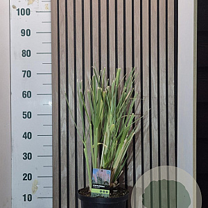 Cortaderia s. 'Rosea' 60-70 cm 5,0L