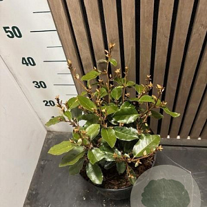 Elaeagnus ebbingei 40-45 cm 7,5L