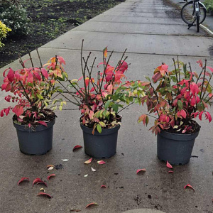 Euonymus alat. 'Compactus' 40-50 cm 7,5L