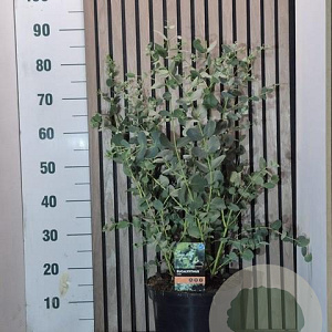 Eucalyptus gunnii 35-40 cm 7,5L