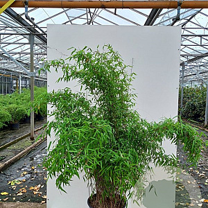 Fargesia 'Jiuzhaigou 4' 80-100 cm 7,5L