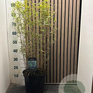 Fargesia 'Jiuzhaigou 1' 80-100 cm 7,5L