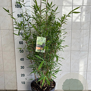 Fargesia mur. 'Jumbo' 80-100 cm 7,5L