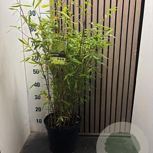 Fargesia mur. 'Simba' 60-80 cm 7,5L