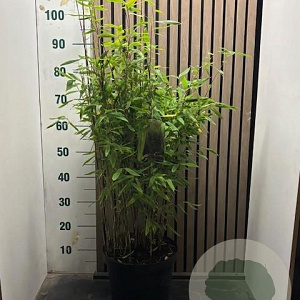 Fargesia 'Obelisk' 60-80 cm 7,5L