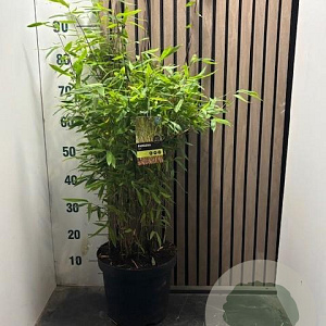 Fargesia rufa 60-80 cm 7,5L